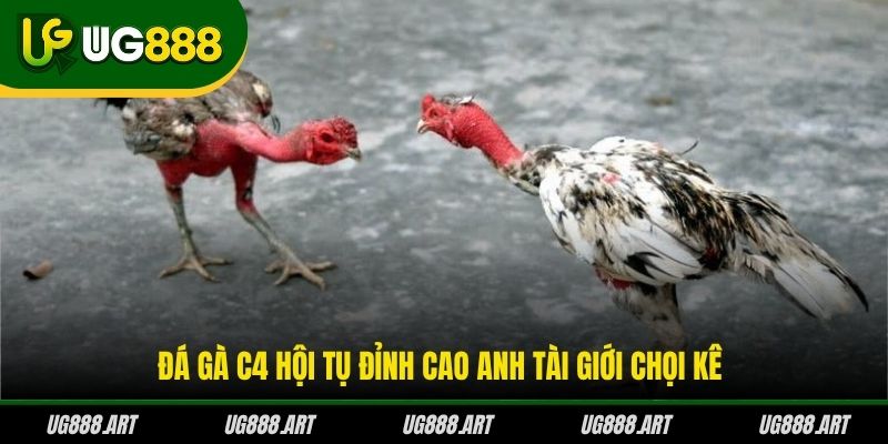 Đá gà C4 hội tụ đỉnh cao anh tài giới chọi kê