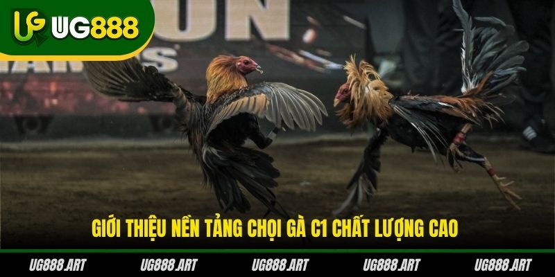 Giới thiệu nền tảng chọi gà C1 chất lượng cao