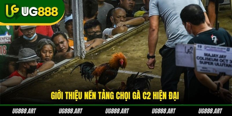 Giới thiệu nền tảng chọi gà C2 hiện đại