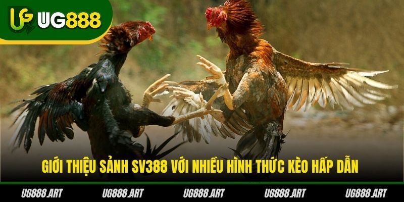 Giới thiệu sảnh SV388 với nhiều hình thức kèo hấp dẫn