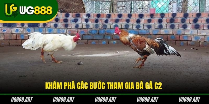 Khám phá các bước tham gia đá gà C2