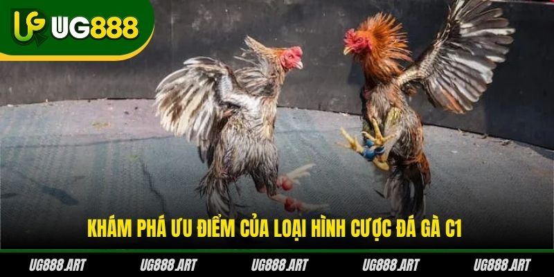 Khám phá ưu điểm của loại hình cược đá gà C1