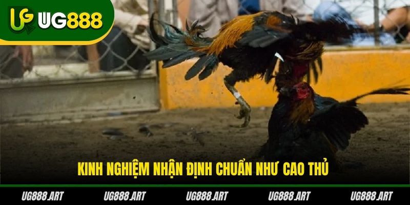 Kinh nghiệm nhận định chuẩn như cao thủ