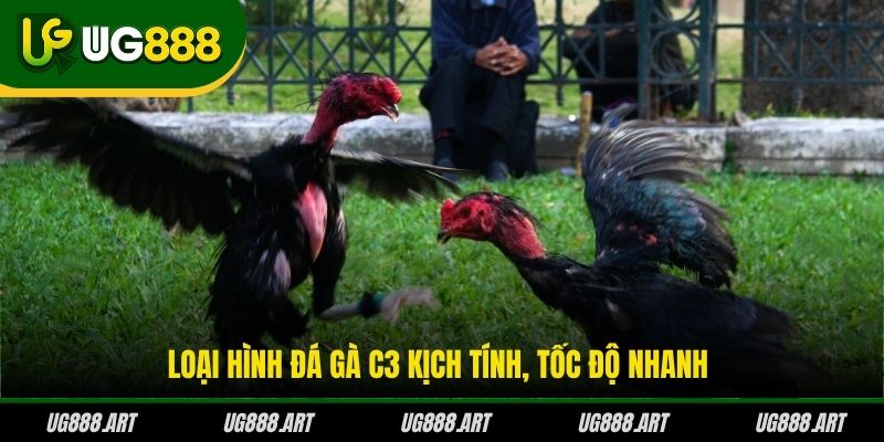 Loại hình đá gà C3 kịch tính, tốc độ nhanh