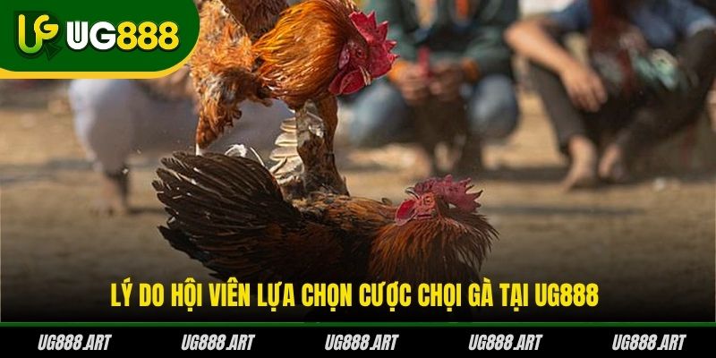 Lý do hội viên lựa chọn cược chọi gà tại UG888