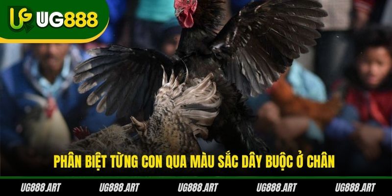 Phân biệt từng con qua màu sắc dây buộc ở chân