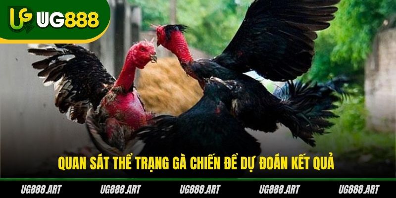 Quan sát thể trạng gà chiến để dự đoán kết quả