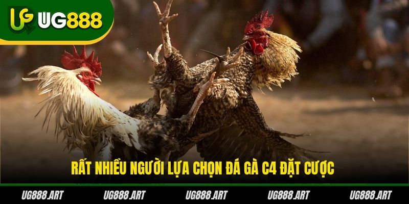 Rất nhiều người lựa chọn đá gà C4 đặt cược