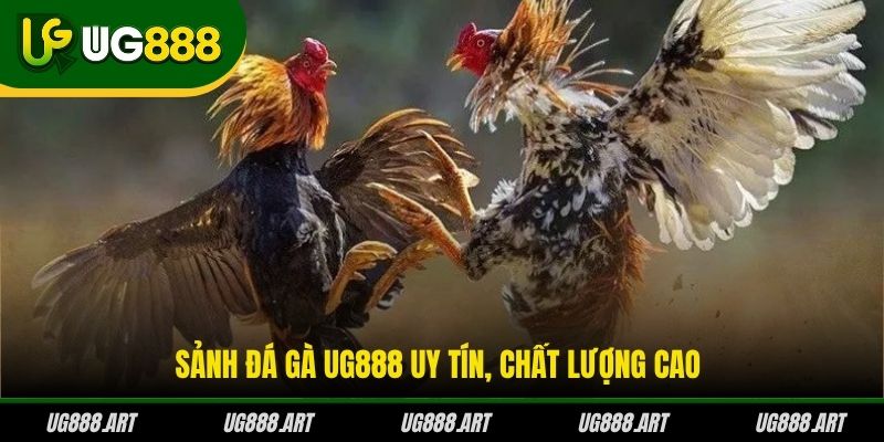 Sảnh đá gà UG888 uy tín, chất lượng cao
