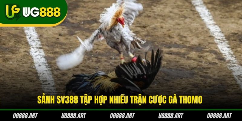 Sảnh SV388 tập hợp nhiều trận cược gà Thomo
