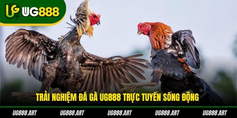 Trải nghiệm đá gà UG888 trực tuyến sống động