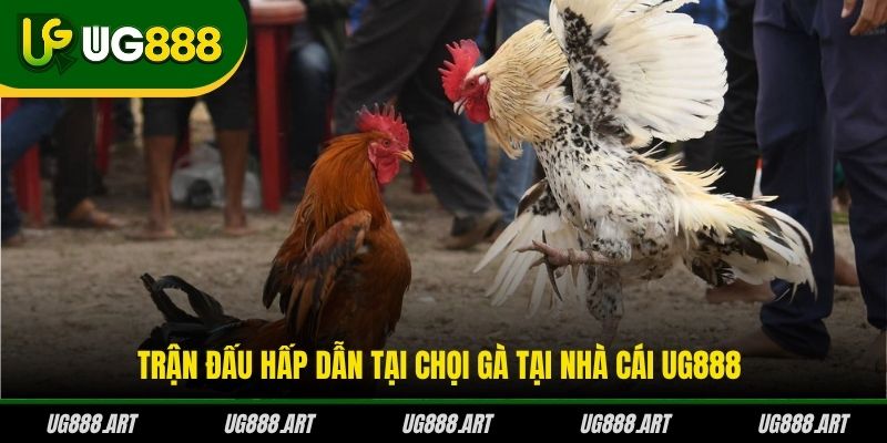 Trận đấu hấp dẫn tại chọi gà tại nhà cái UG888