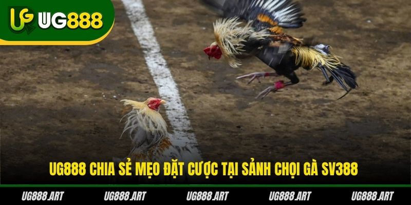 UG888 chia sẻ mẹo đặt cược tại sảnh chọi gà SV388