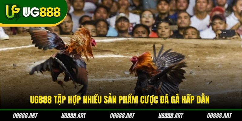 UG888 tập hợp nhiều sản phẩm cược đá gà hấp dẫn